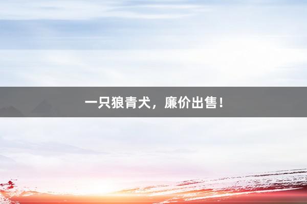 一只狼青犬，廉价出售！